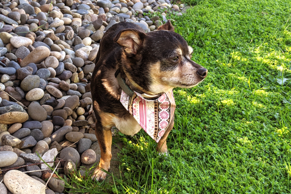 ITH Pet Collar Bandana Slider Applique